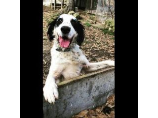 CEDRIC, SETTER INGLESE,  UNA MERAVIGLIA CHE CERCA CASA, CANE IN ADOZIONE