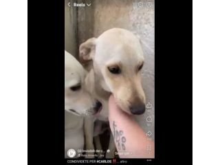 CARLOS SIMIL LABRADOR IN MINIATURA CUCCIOLO IN ADOZIONE