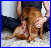 LINK, CAGNOLINO DOLCISSIMO CERCA UNA FAMIGLIA - Foto 3