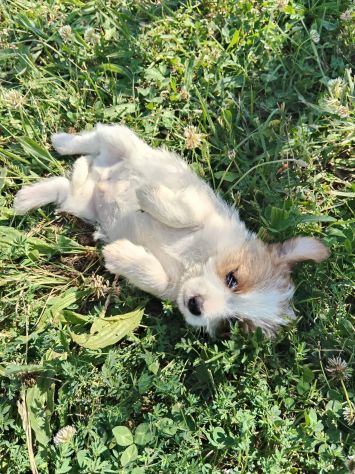 Cuccioli Jack Russell - Foto 8