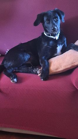 Milo cucciolo - Foto 3