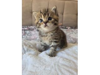 Cuccioli Scottish Straight