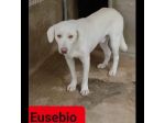 EUSEBIO, ERCOLE, ERIBERTO CAGNOLINI IN ADOZIONE