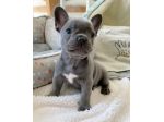 NIKO - BULLDOG FRANCESE CUCCIOLI pag agevolato 12 mesi