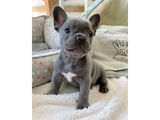 NIKO - BULLDOG FRANCESE CUCCIOLI pag agevolato 12 mesi
