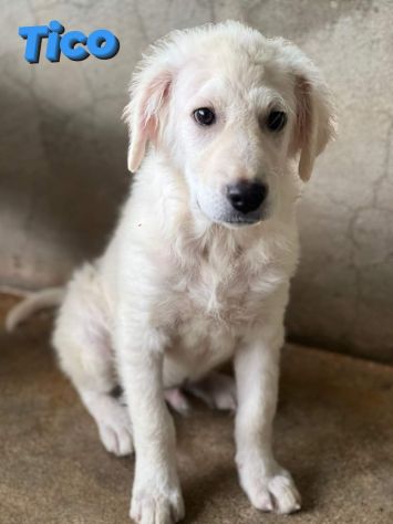 TICO MERAVIGLIOSO CUCCIOLO IN ADOZIONE - Foto 4
