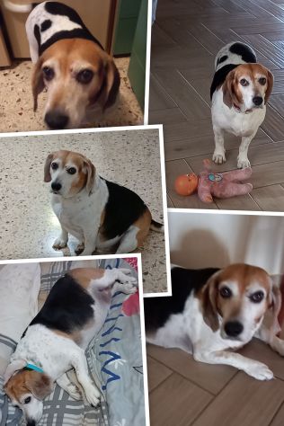 Dog sitter Salerno serio amante dei pelosi.