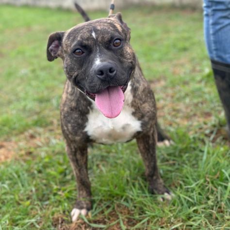 ZOE simil STAFFORDSHIRE BULL TERRIER cagnolina in adozione TG medio contenuta - Foto 3