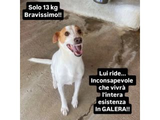 SIMBA IL SOGNO DI UNA FAMIGLIA CANE IN ADOZIONE 13 KG