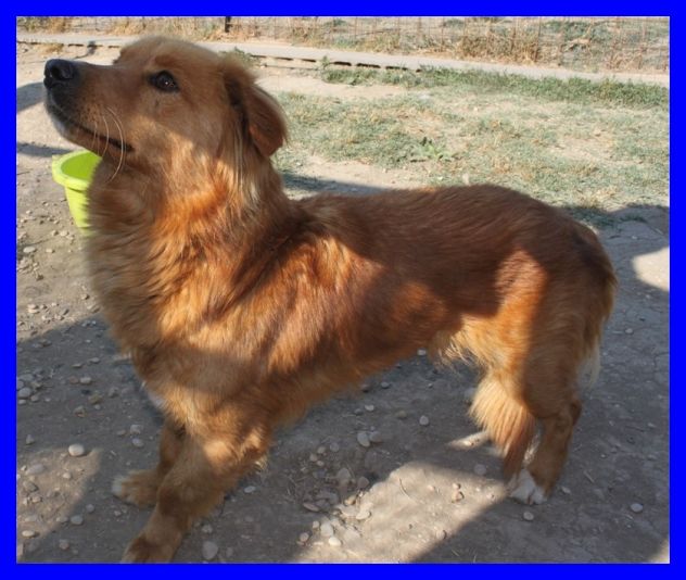 AGO , DOLCISSIMO CAGNOLINO IN CANILE,CERCA UNA FAMIGLIA - Foto 2