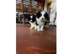 Cuccioli di Border Collie