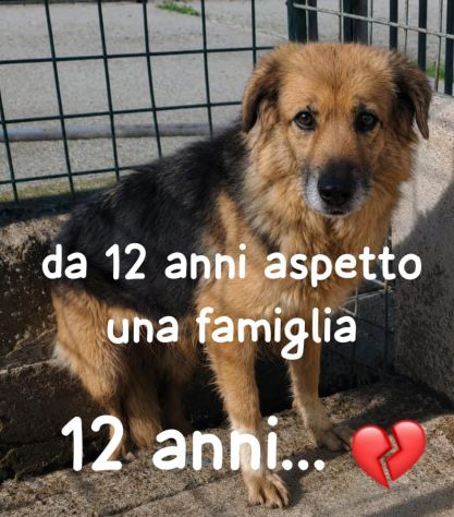 DANA 12 ANNI SIMIL PASTORE TEDESCO E’ IN CANILE DA TUTTA LA VITA