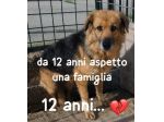DANA 12 ANNI SIMIL PASTORE TEDESCO E’ IN CANILE DA TUTTA LA VITA