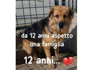DANA 12 ANNI SIMIL PASTORE TEDESCO E’ IN CANILE DA TUTTA LA VITA