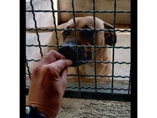 OTIS VIVACE ALLEGRO, MENDICA CAREZZE CANE IN ADOZIONE