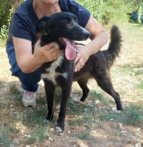 Tyson 9 mesi mix border collie - Foto 2
