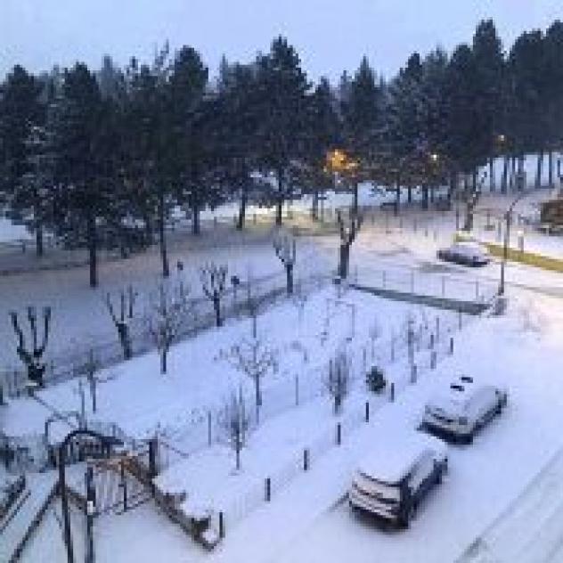 I Narcisi - Foto 2