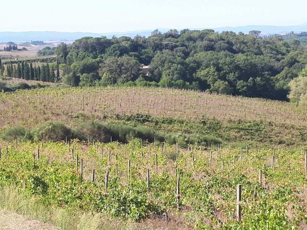 Terreno agricolo in vendita a Castelnuovo Berardenga 158000 mq Rif: 870449