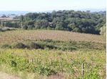 Terreno agricolo in vendita a Castelnuovo Berardenga 158000 mq  Rif: 870449