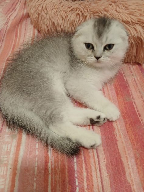 Cuccioli Straight/Fold - Foto 10