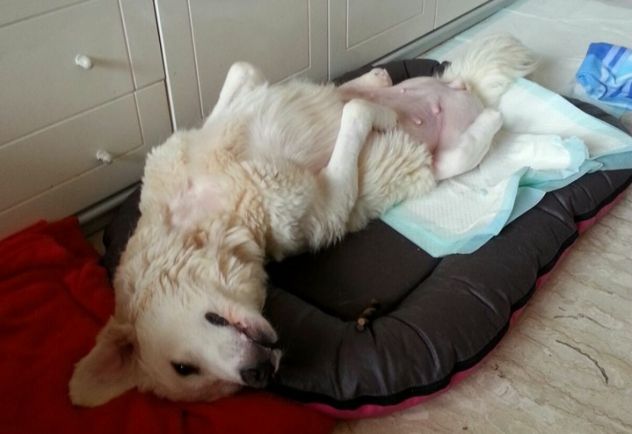 BIANCA, meravigliosa cucciolona di maremmano - Foto 9