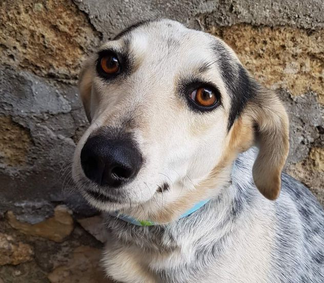 Perla circa 7anni dolci occhioni salvata in strada aspetta da tanto PUGLIA - Foto 2