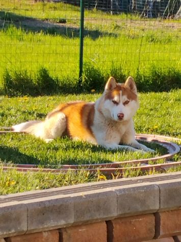 Cuccioli di Siberian Husky - Foto 6