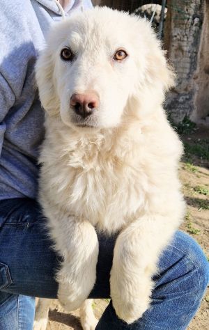 GLI OCCHI DI WHITE PARLANO...IN CANILE! - Foto 7