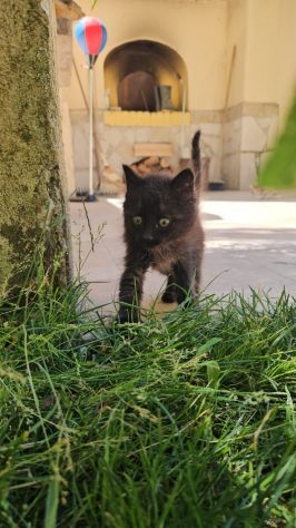 Matcha: cucciola 2 mesi - Foto 5