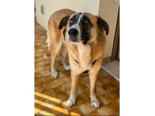 Ambra 4 anni Taglia grande