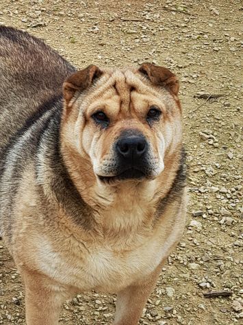 Margot, stupenda mix shar pei in adozione - Foto 2