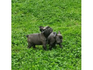 BOULEDOGUE FRENCESE Cuccioli Spettacolari