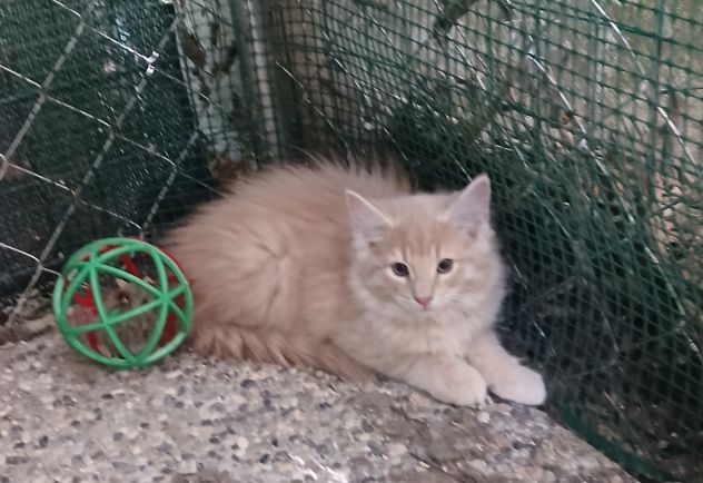 Cucciolata