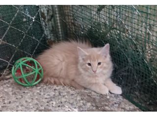 Cucciolata