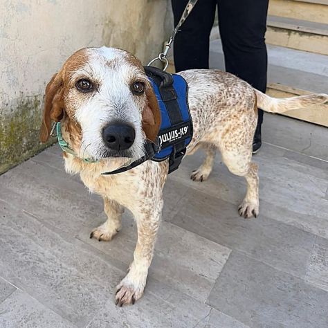 Newton il segugio con le lentiggini, adora le carezze, cane in adozione - Foto 4