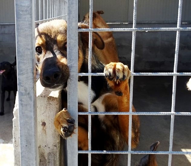 CANE IN ADOZIONE: GIOIELLO un amore di cane. - Foto 8