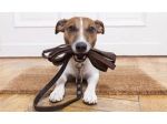 Dog sitter