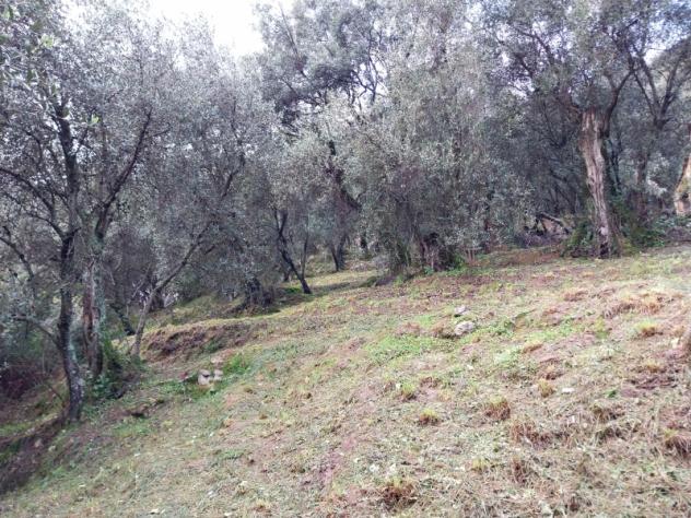 Collina di Camaiore vendesi oliveto con annesso agricolo - Foto 6