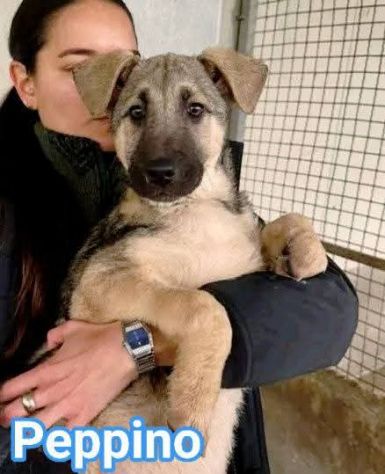 MAURA, VARCO, ROSEA, PEPPINO, CUCCIOLI IN ADOZIONE - Foto 4