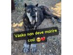 VASKO CANE CORSO 8 ANNI