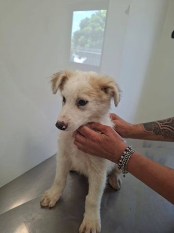 Clemente cucciolo - Foto 3
