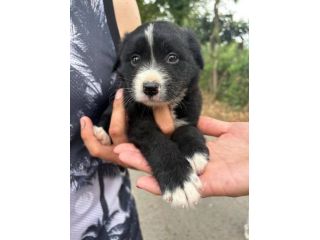 Moka cucciola