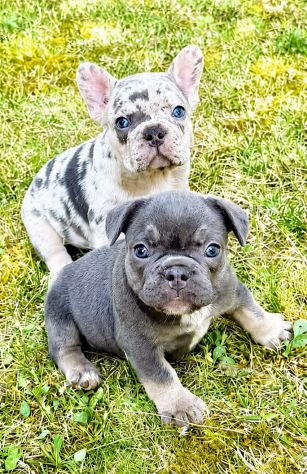 Cuccioli bulldog francese alta genealogia - Foto 2