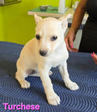 TURCHESE, cucciola mix volpino breton - Foto 4