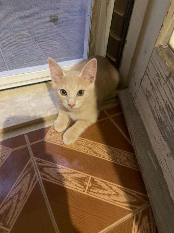 Cremino, cucciolo cerca famiglia - Foto 2