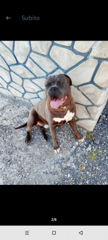 American bully - Foto 7