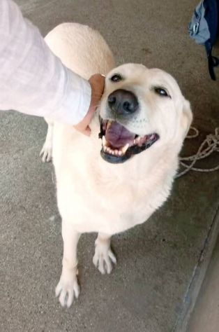 Splendida EDWIGE SIMIL LABRADOR CANE IN ADOZIONE - Foto 4
