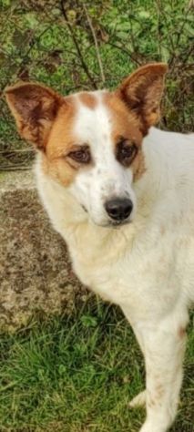 FRISBEE, cane in adozione. - Foto 10