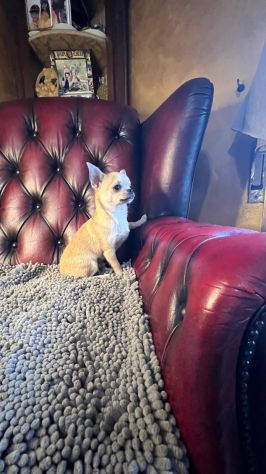 Chihuahua pelo corto crema - Foto 4