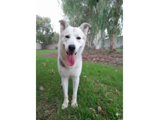 Oscar bellissimo mix husky in adozione